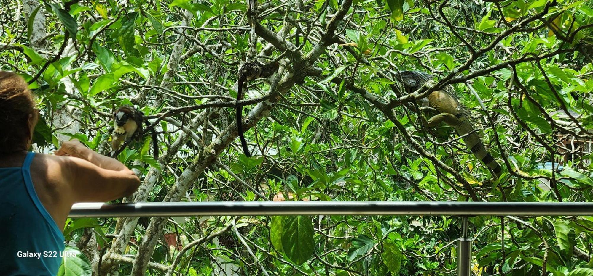 Gamboa Apartment Toucan Y Studio Neque Kültér fotó