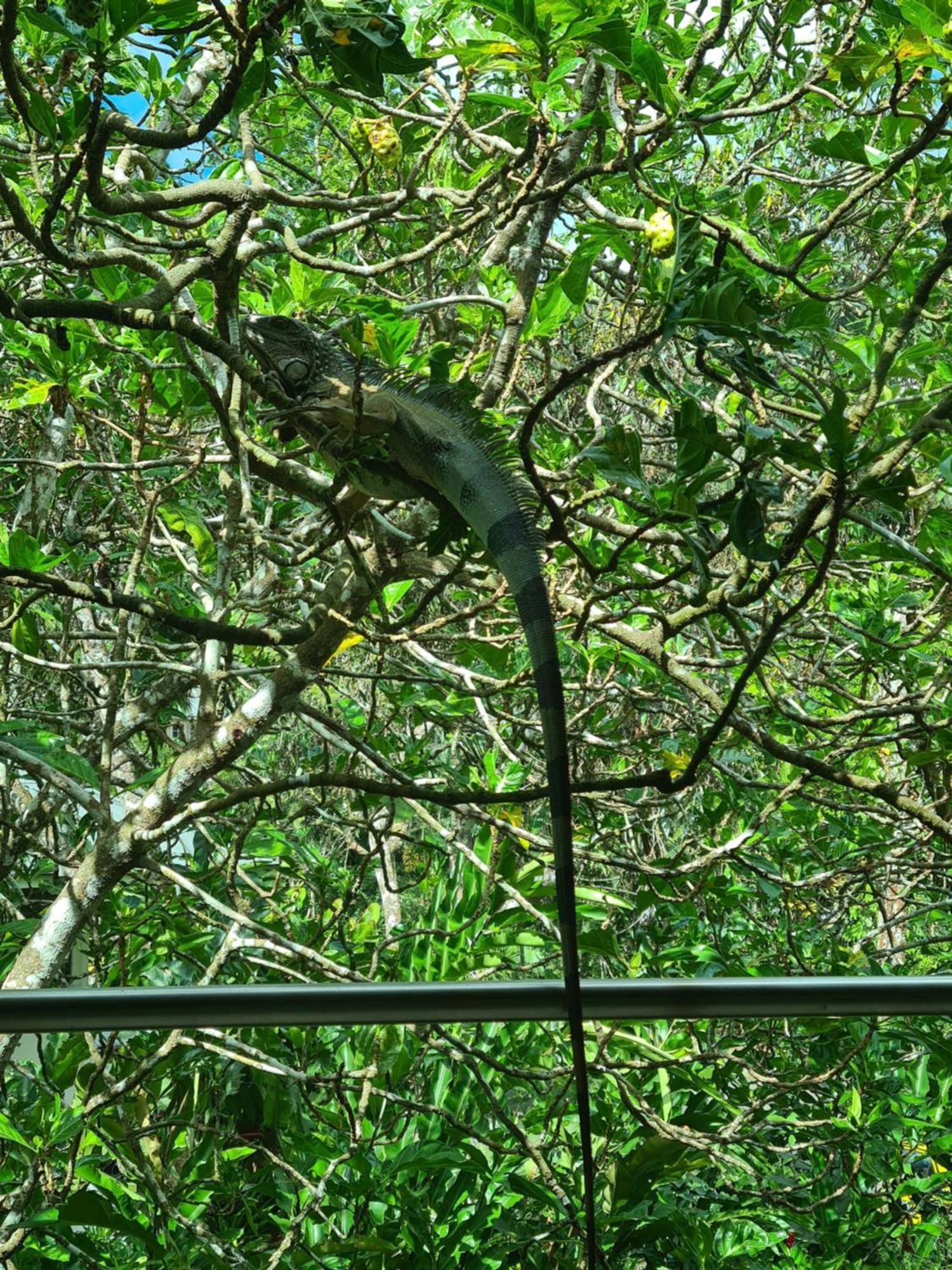 Gamboa Apartment Toucan Y Studio Neque Kültér fotó